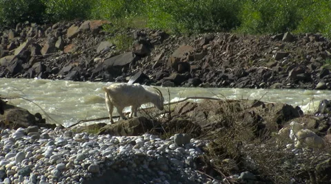 Mountain goats at river in the Caucasus Stock Footage 54424728