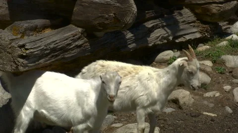 Mountain goats at river in the Caucasus Video stock 54425288