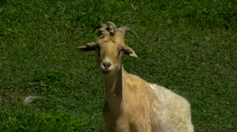 Mountain goats at river in the Caucasus Video stock 54425430