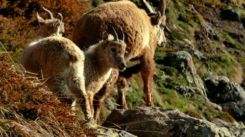 Mountain goats on rock Stock Footage 64724192