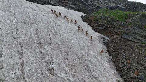 Mountain goats run in a pack along steep cliffs Video stock 310670134
