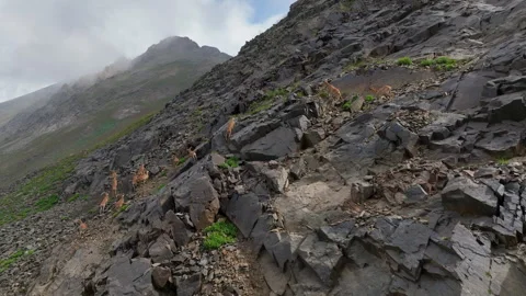 Mountain goats run in a pack along steep cliffs Stock Footage 310670686