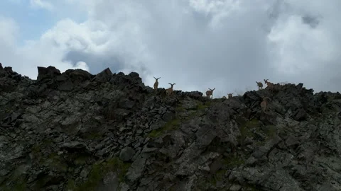 Mountain goats run in a pack along steep cliffs Stock Footage 310671382