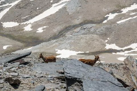 Mountain goats side by side Stock Photos