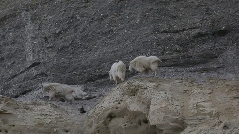 Mountain Goats standing on cliff edge Stock Footage 79547246