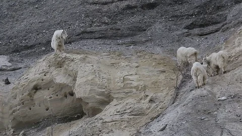 Mountain Goats standing on cliff edge Stock Footage 79547258