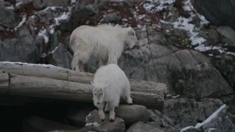 Mountain Goats Traversing Down Rocky Path in Parc Omega Wildlife Park - 動画素材 166507373