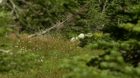 Mountain goats walk through trees Stock Footage 520621