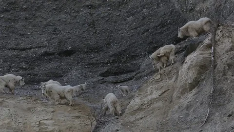 Mountain Goats walking on cliff side Stock Footage 79547266
