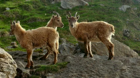 Mountain goats walking on rock Stock Footage 64724088