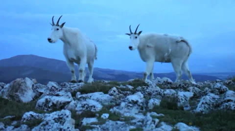 Mountain Goats in the wild Stock Footage 29984615