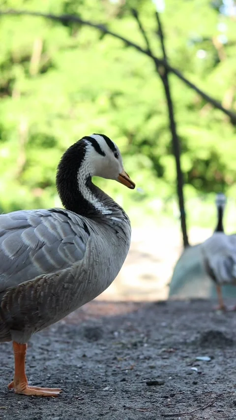 Mountain goose (Anser indicus) close-up Stock Footage 337362691