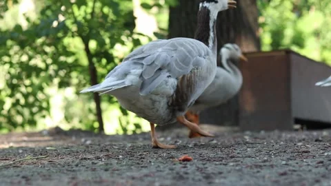 Mountain goose (Anser indicus) during feeding Stock-Footage 337362735