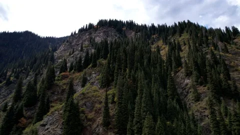 Mountain gorge is covered with coniferous trees. Video stock 160678575