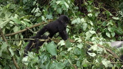 Mountain Gorilla, Babies playing Stock Footage 125204123