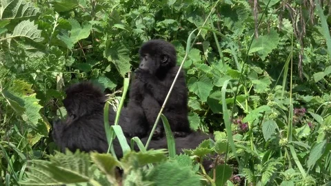 Mountain Gorilla, Baby on the back from the mother, Virunga, Africa Stock Footage 83228449