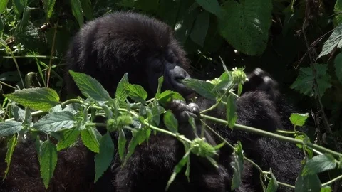 Mountain Gorilla, Baby playing, Virunga, Africa Stock Footage 83211063
