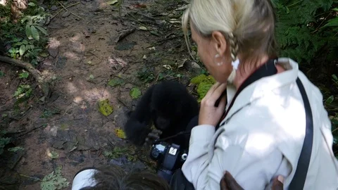 Mountain gorilla baby touching camera, Bwindi, Uganda Stock Footage 100141787