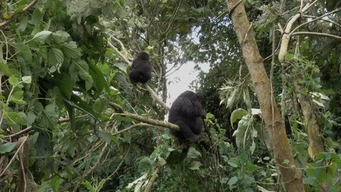 Mountain Gorilla in the Bamboo Forest Stock Footage 125262307