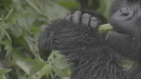 Mountain gorilla biting branch close up Stock Footage 131244828