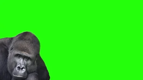 Mountain gorilla blinking its eyes on a green screen Stock Footage 272174148