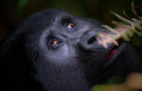 Mountain gorilla in the Bwindi Impenetrable Forest in Uganda Stock Photos