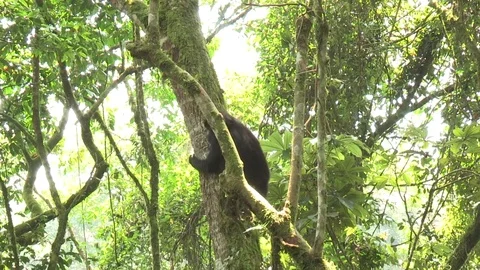 Mountain gorilla climbing down from tree - Uganda Video stock 84630256