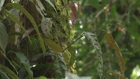 Mountain gorilla climbing up tree - Uganda Video stock 84629080
