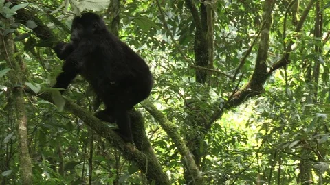 Mountain gorilla climbing - Uganda Video stock 84630477