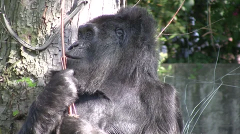Mountain gorilla close up 스톡 동영상 42221281