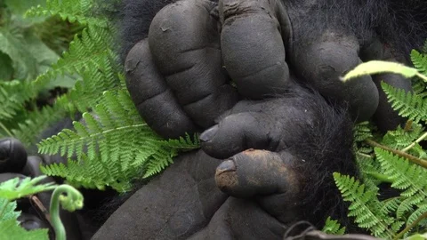 Mountain Gorilla, close footage from Silverback hand. Rwanda, Africa Stock Footage