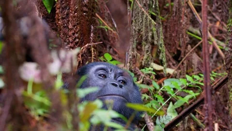 Mountain gorilla closeup looking upward through dense forest vegetation in Stock Footage 346500473