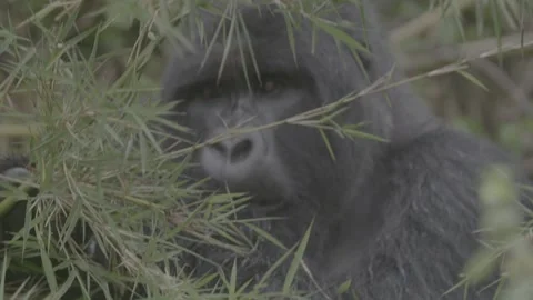 Mountain gorilla eating close up Stock Footage 131244957