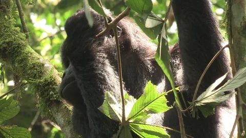 Mountain gorilla eating / feeding - Uganda Stock Footage 84628962