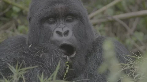 Mountain gorilla eating in forest close up Stock Footage 131244949