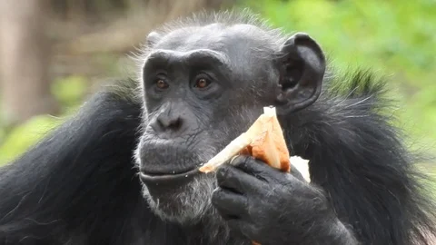 Mountain gorilla eating. Gorilla Sitting on a tree. Mountain Gorilla eating . Video stock 129282847