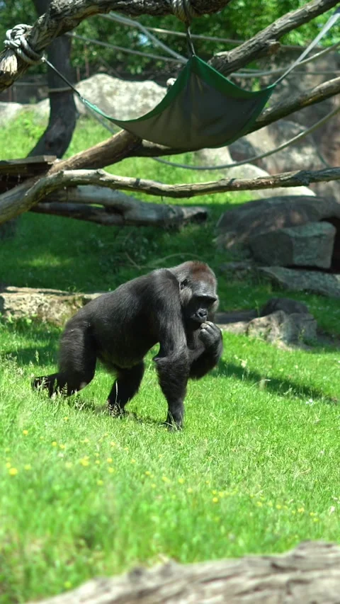 Mountain gorilla eating with hand some grass in a forest. Video stock 270528851