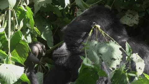Mountain Gorilla eating leafs Stock Footage 125204253