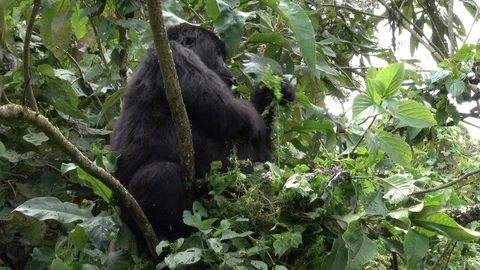 Mountain Gorilla eating leafs Stock Footage 125263823