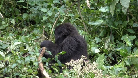 Mountain Gorilla eating leafs Stock Footage 125265034