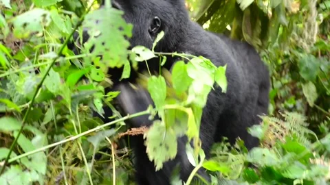 Mountain Gorilla eating leaves in Uganda forest, Close up shot Stock-Footage 297537814