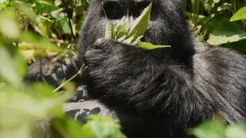 Mountain Gorilla Eating Leaves in Uganda 4k Close Up Stock Footage 338263832