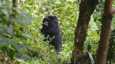 Mountain gorilla eating in Uganda, Bwindi National Park, Afr Stock Footage 59831648