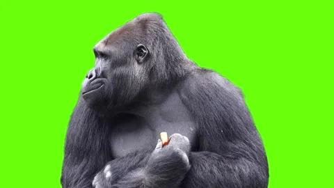Mountain gorilla eating vegetables and fruits on a green screen Stock Footage 330574232