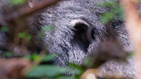 Mountain gorilla eye and face visible through dense foliage in Bwindi Stock Footage 345727381