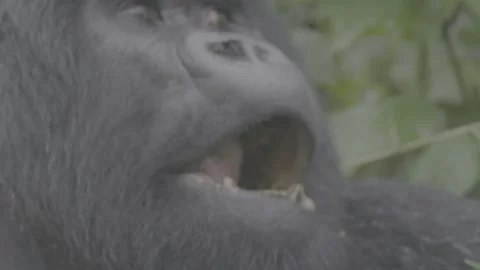 Mountain gorilla face through forest Stock Footage 131245014