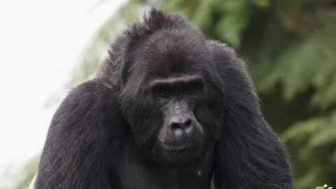Mountain Gorilla feeding in Bwindi Impenetrable Forest, Uganda 動画素材 331535070
