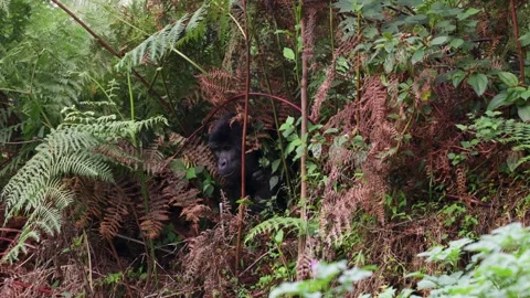 Mountain Gorilla feeding in Bwindi Impenetrable Forest, Uganda 库存影片 331535173