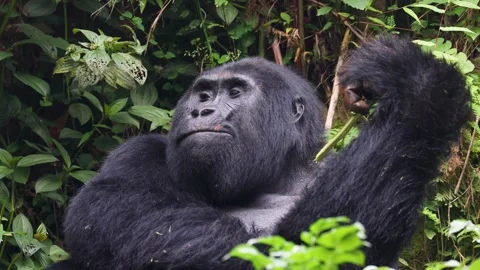 Mountain Gorilla feeding in Bwindi Impenetrable Forest, Uganda 库存影片 331535193
