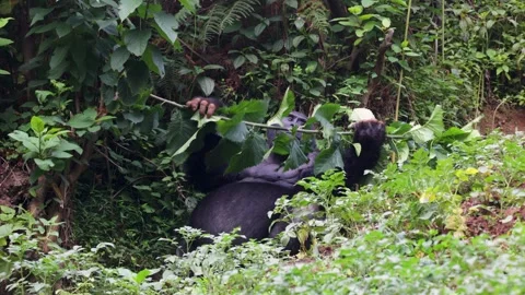 Mountain Gorilla feeding in Bwindi Impenetrable Forest, Uganda Stock Footage 331535364